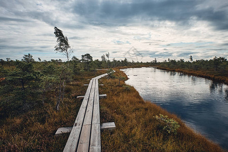拉脱维亚Kemeri公园大茂物轨迹周围Bog湿图片