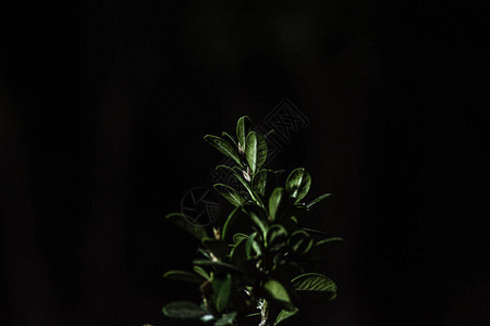 黑色背景的绿色灌木图片