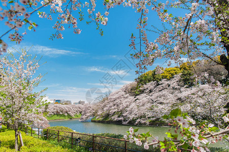 日本东京Chidarigafuchi公园图片