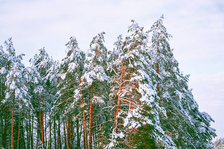 大雪纷飞寒冷的冬季森林有雪覆盖背景