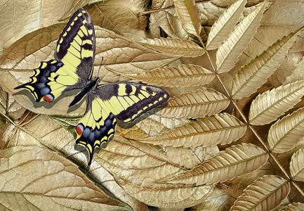 金色叶子纹理背景金色叶子上美丽的彩色燕尾蝴蝶图片