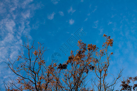 冬蓝天空,树枝间有白羽图片