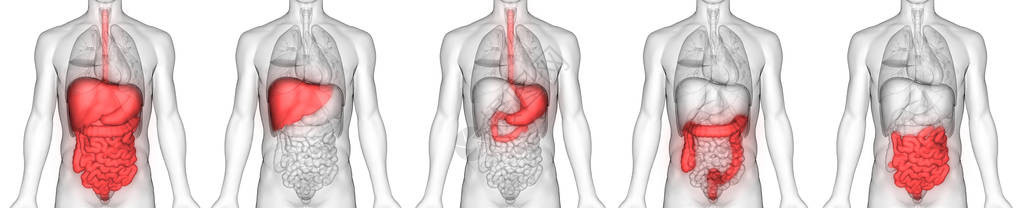 人体消化系统解剖3D图片