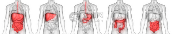 人体消化系统解剖3D图片