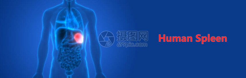人体器官解剖脾脏3D高清图片下载-正版图片507487170-摄图网