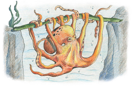 在水下世界中章鱼用触角粘紧了八爪的绳图片