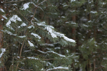 冬天风景雪寒冷背景图片