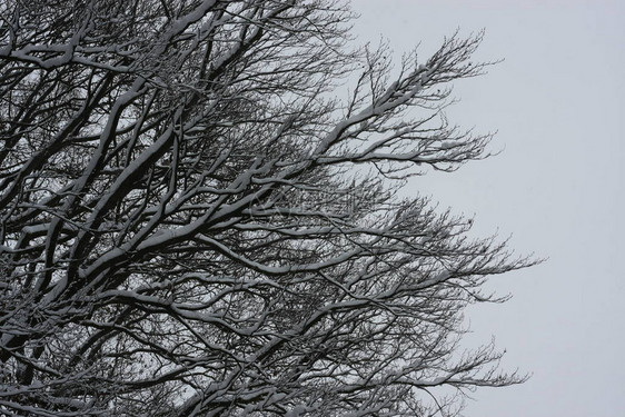 冬季极端降雪后的冬季森林创造了一个白色的冬季仙境和冬季梦想图片