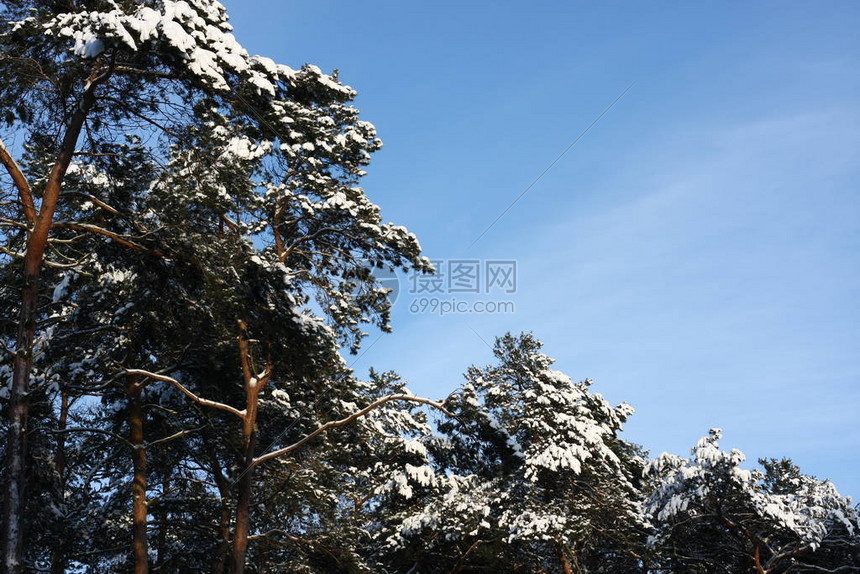 冬季极端降雪后的冬季森林创造了一个白色的冬季仙境和冬季梦想图片