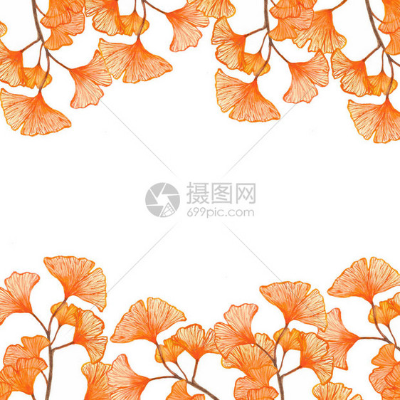 银杏叶水彩草本边框图片