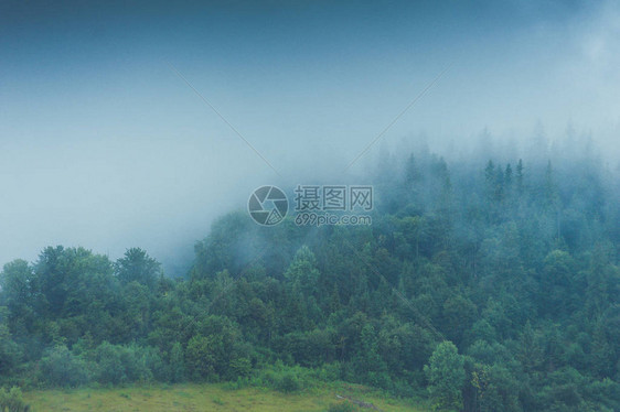 多雨雾林中的针叶树图片