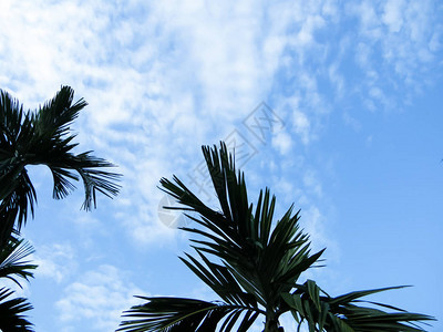 在天空背景的可椰子树仰望蓝色天空和白色浮云上的椰子树图片