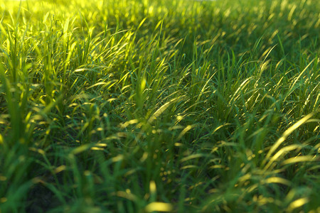 绿色的草地和光明的田野图片