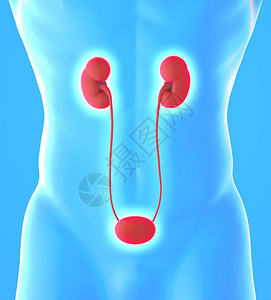 肾脏和膀胱的人体视图肾脏是脊椎动物中发现的两个豆形器官每个肾脏都与输尿管相连图片