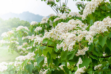 美丽的白桐花在春天绽放图片