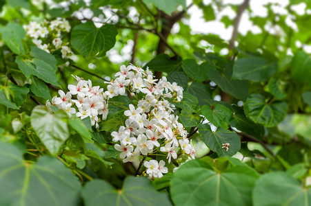 美丽的白桐花在春天绽放图片