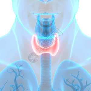 人体身Glands甲状腺甘地图片