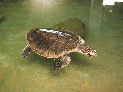 斯里兰卡动物救援中心大海龟在海洋水箱里游泳的照片图片