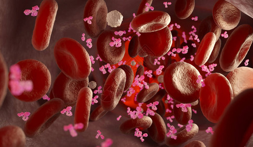 抗体红白血细胞和静脉图片