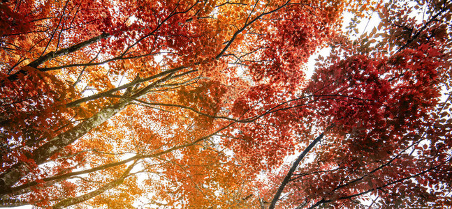 秋天枫叶自然清新背景图片