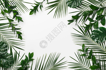 棕榈和怪兽a为设计您设计的框架孤立于白色背景图片