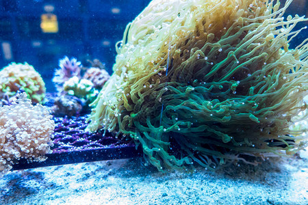 美丽的鱼海藻底世界图片