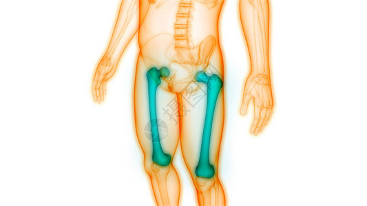 3D人类骨骼系统骨骼联图片