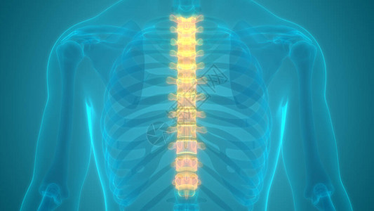 人体骨骼系统解剖学的脊柱3D图片
