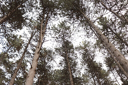 高的绿松树公图片