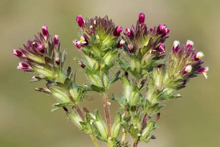 野生植物各种红色野花的照片图片