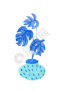 水彩龟背竹幻影蓝在白色隔离背景上绘制的家庭植物手绘插图贴纸卡片印刷图片