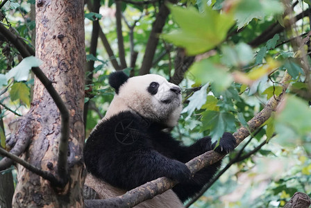 大熊猫在树上图片