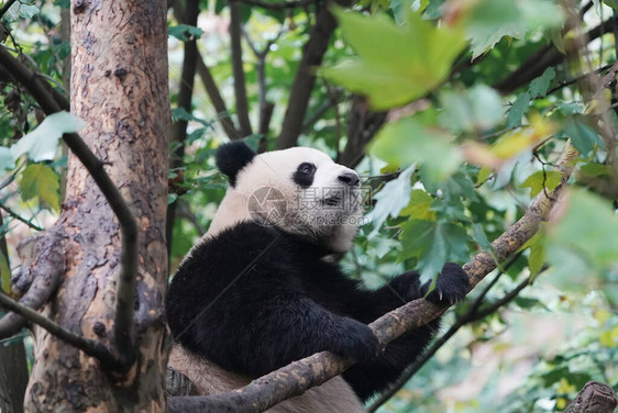 大熊猫在树上图片