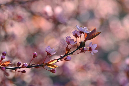 春日本樱桃花自然界盛开的多彩树图片