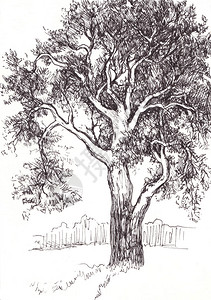 白色背景上老松树的水墨素描图片