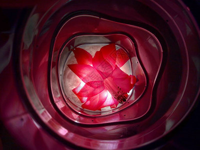 一朵美丽的红花突出显示在黑暗的隧道中在创造图片