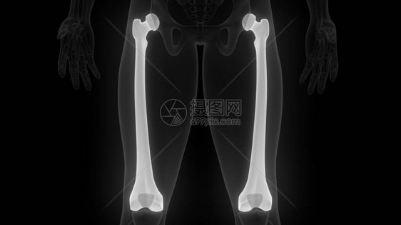 HumerusBone人类骨图片