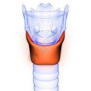 人体腺甲状腺解剖X射线3D渲染图片