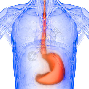 X光X3D转化体消化系统毒胃解剖图片