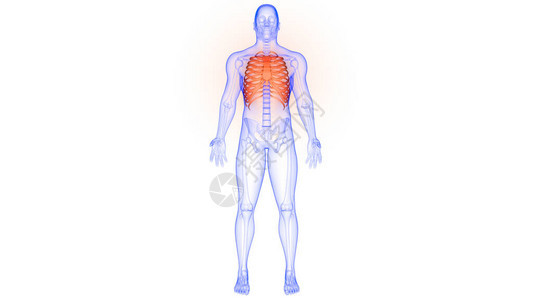 人体骨骼系统解剖3d渲染的肋骨笼图片