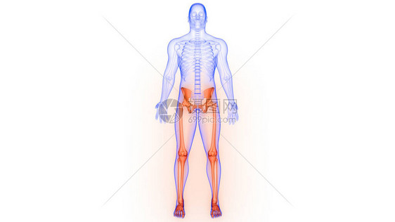 人体骨骼系统解剖3D转化图片