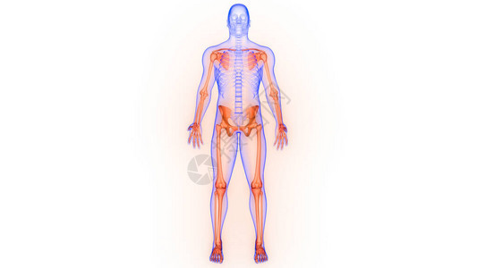 人类骨骼系统解剖学3D投影图片