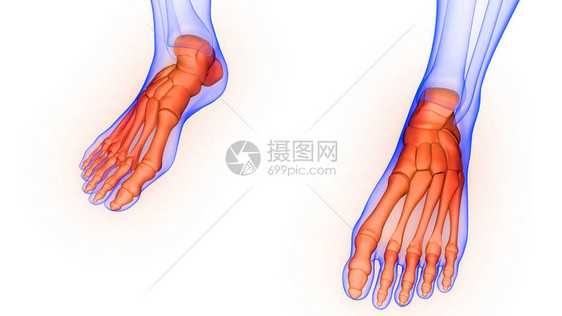 人体骨骼系统解剖3D转图片