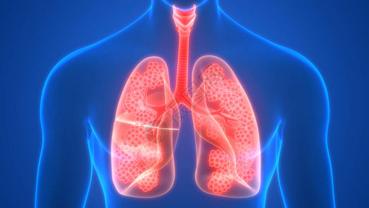 床垫细人体呼吸系统肺背景