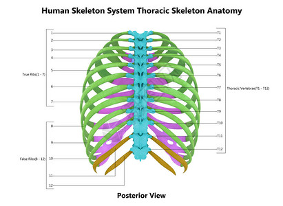 具有详细实验室解剖面观3D的人类骨骼系统图片