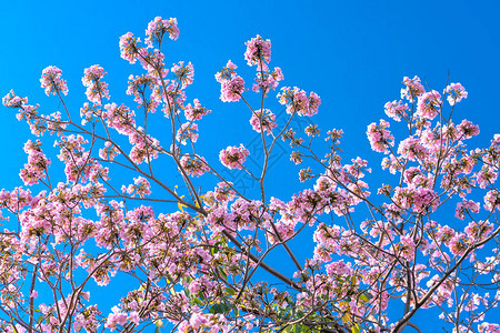 粉红百合在早期阳光下明亮的花朵图片