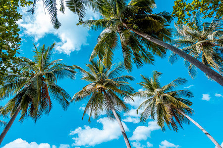 椰子棕榈树枝底至上蓝天空和许图片