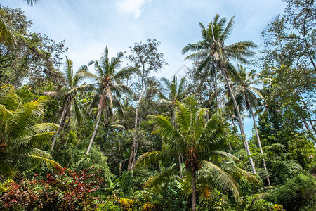 印度尼西亚巴厘岛热带森林热带棕榈树壁纸图片