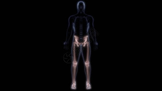 人体骨骼系统解剖3D转化图片