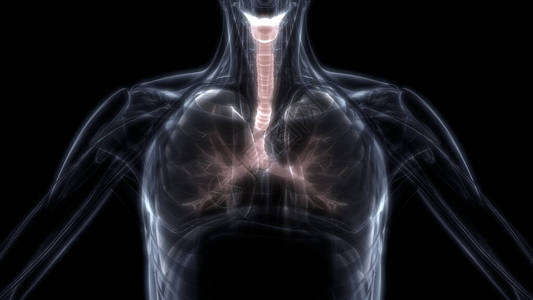 人体呼吸系统部分肺部解剖X射图片